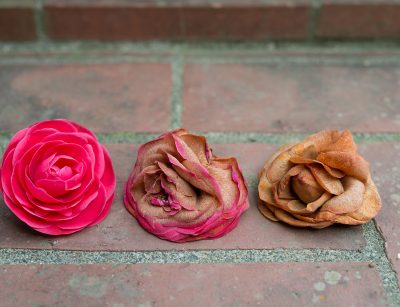 Camellia dieback