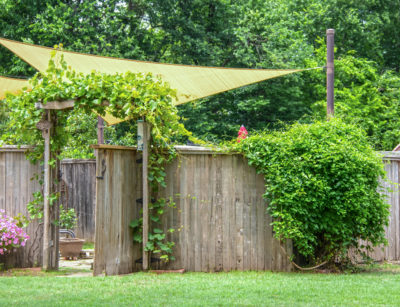 Garden or party area shaded by sails and an umbrella behind privacy fence with open gate with vines growing on a trellis and on rustic fence and flowers outside