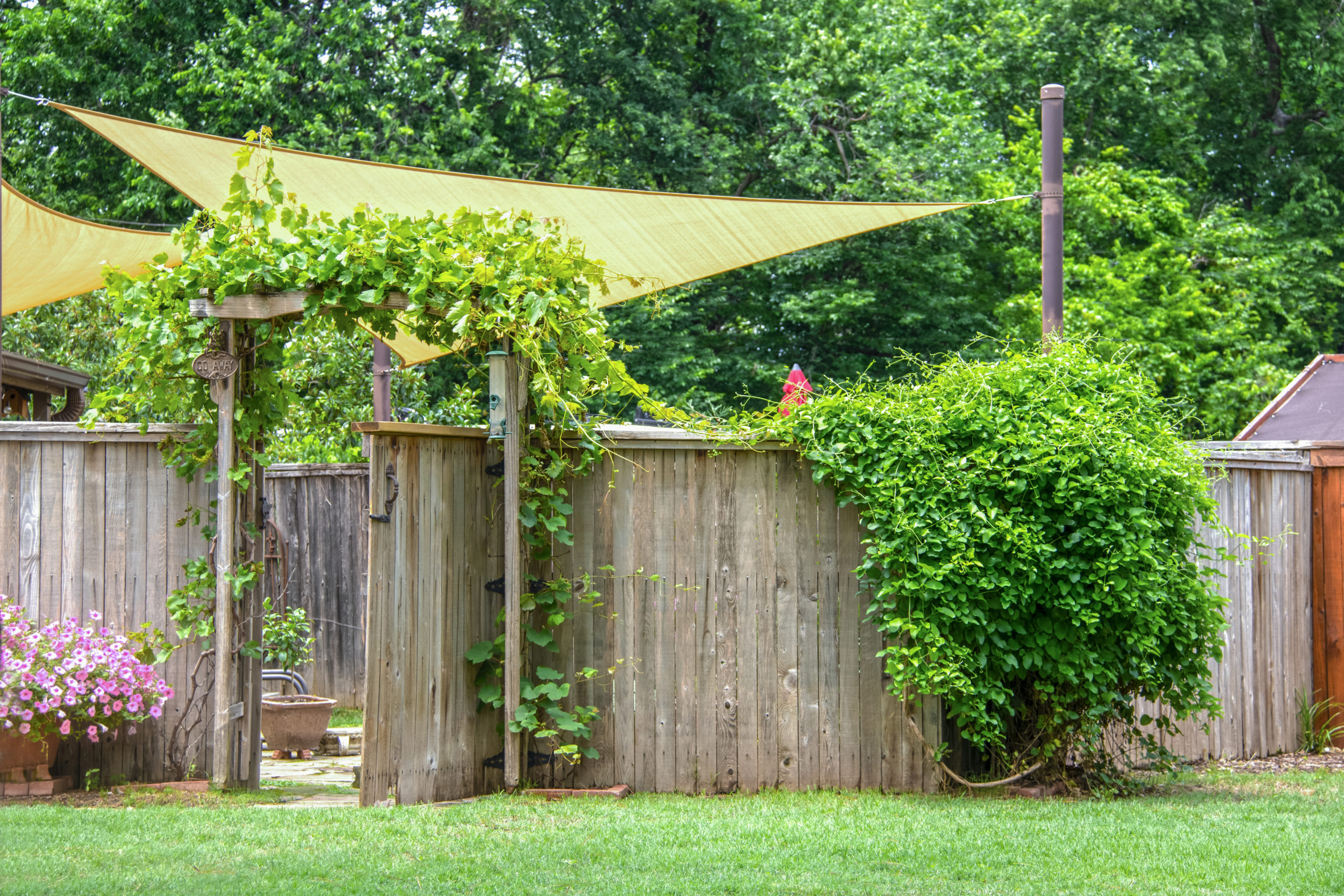 Garden or party area shaded by sails and an umbrella behind privacy fence with open gate with vines growing on a trellis and on rustic fence and flowers outside