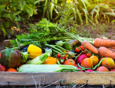 Vegetables from an organic garden