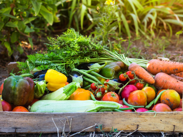 Vegetables from an organic garden