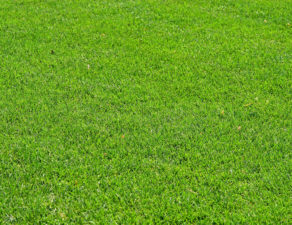 A closeup of green grass fading into the distance
