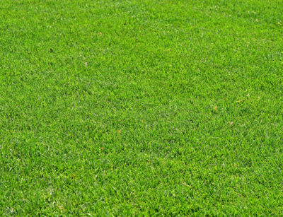 A closeup of green grass fading into the distance