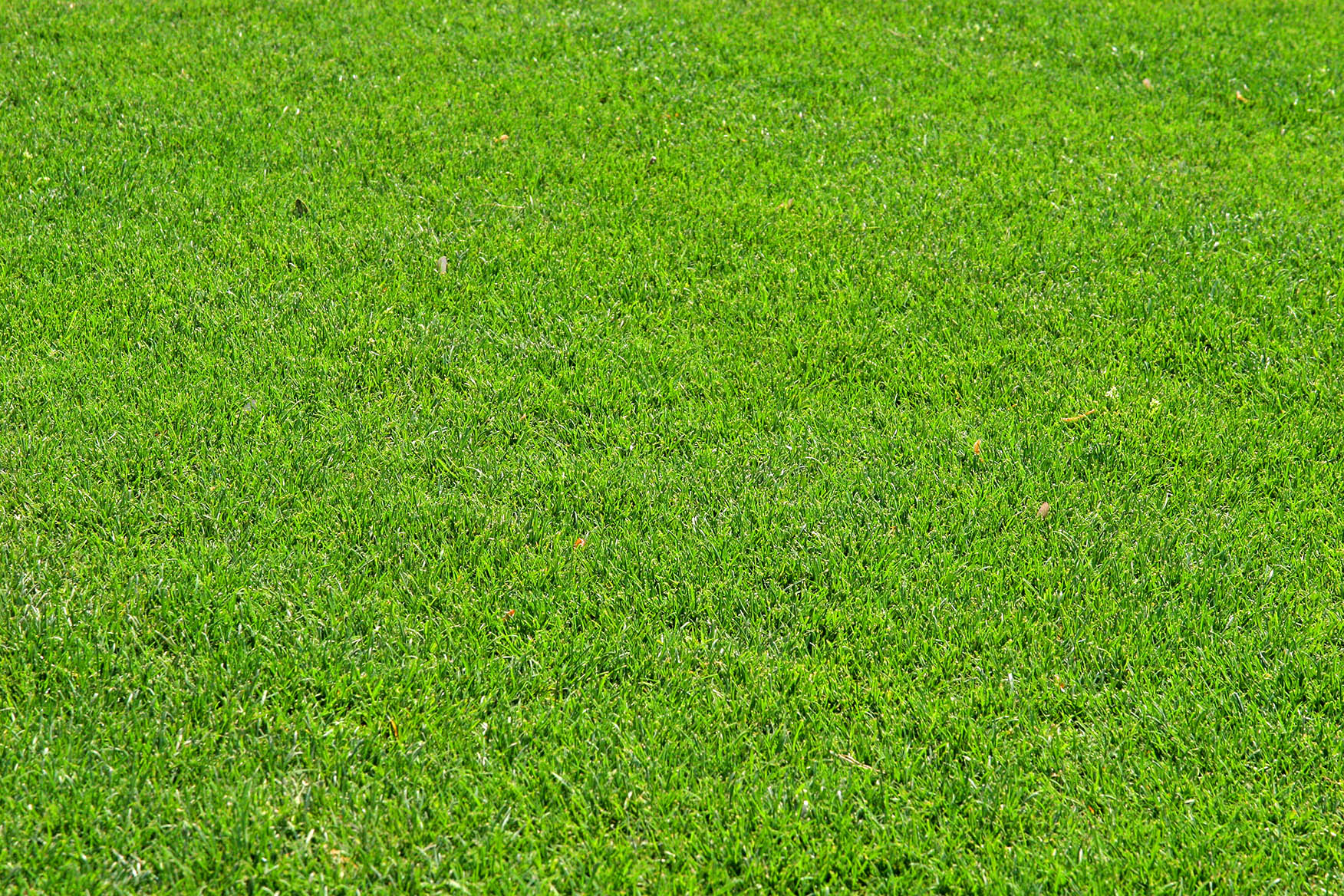 A closeup of green grass fading into the distance