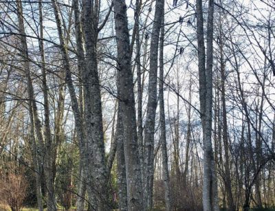 Tree trunks and branches without leaves