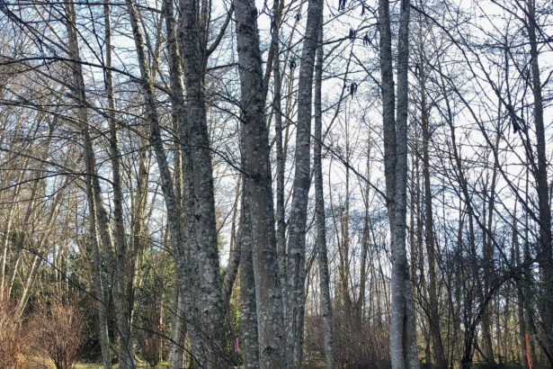 Tree trunks and branches without leaves