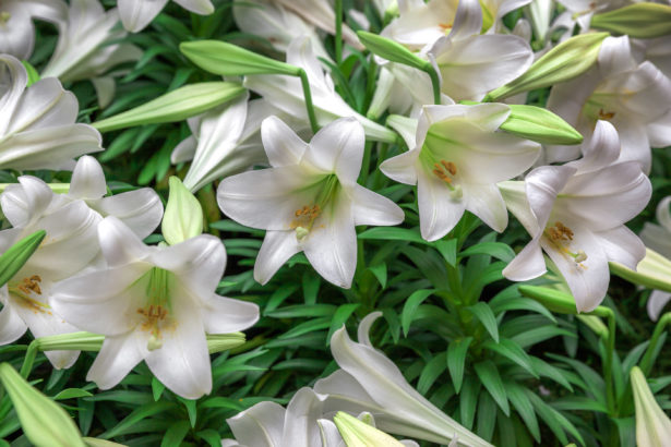 White lilies flowers in green grass close up