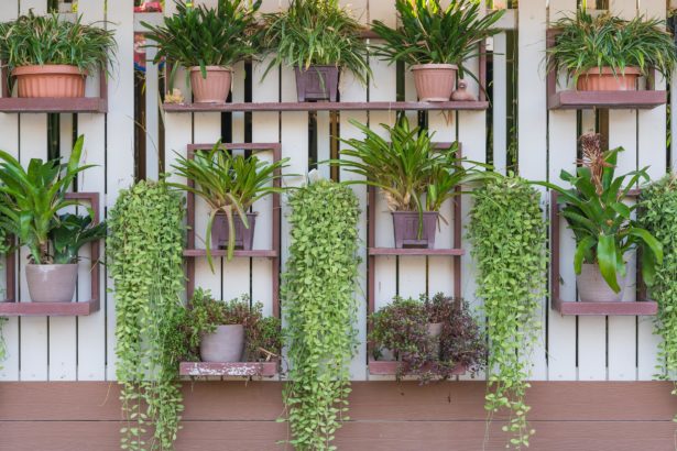 Dischidia ruscifolia or dave plant decorate on wall