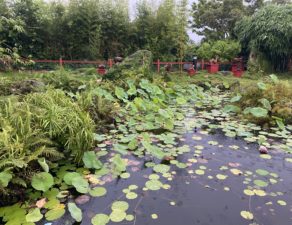 Pond with water lilies and healthy ecosystem