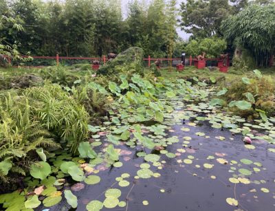 Pond with water lilies and healthy ecosystem