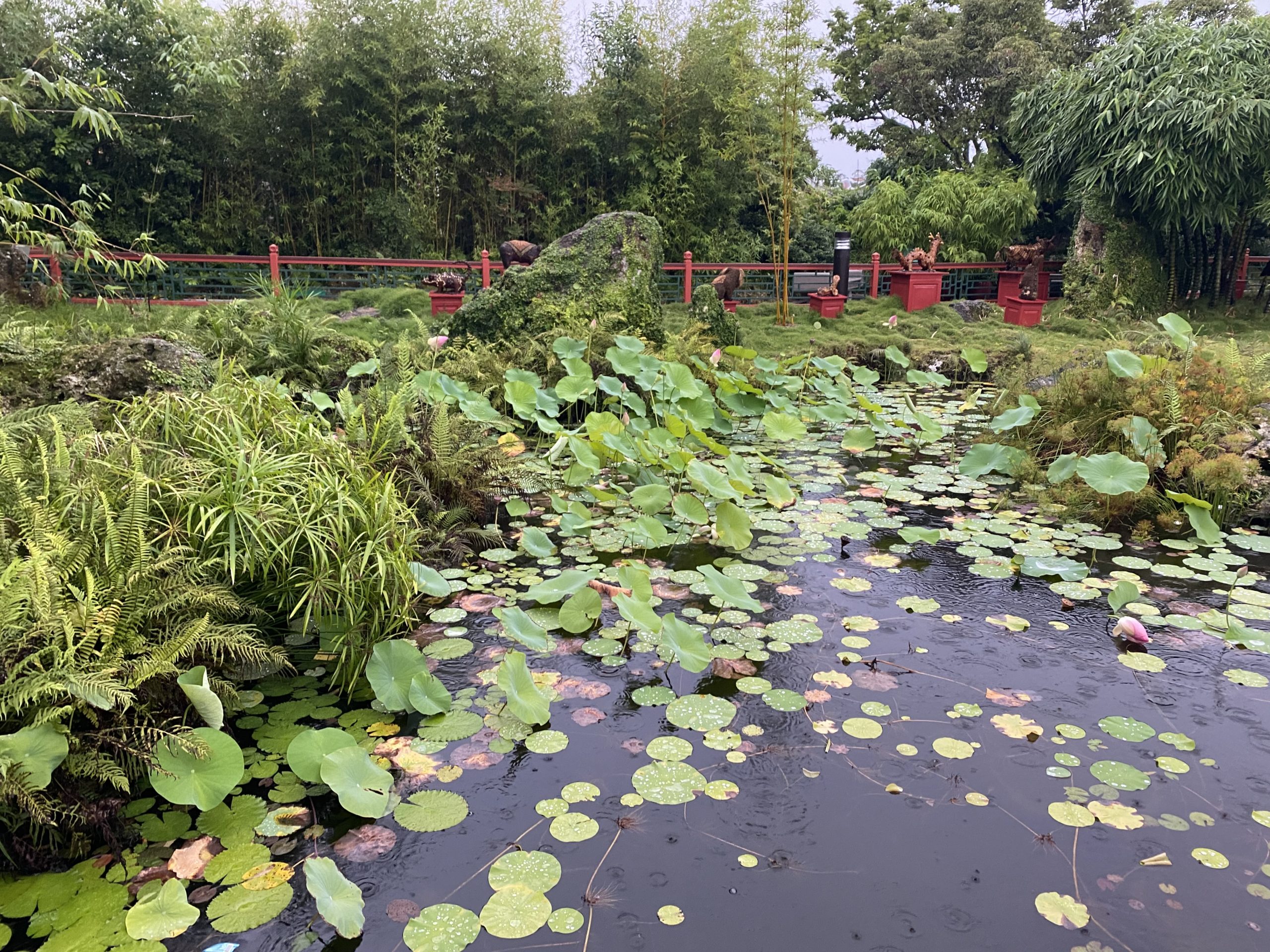 Pond with water lilies and healthy ecosystem