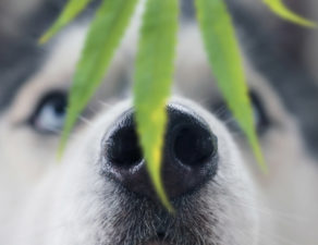 Husky dog sniffing a leaf