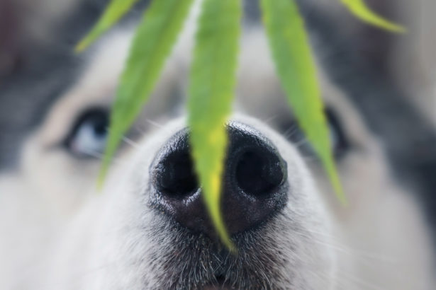 Husky dog sniffing a leaf