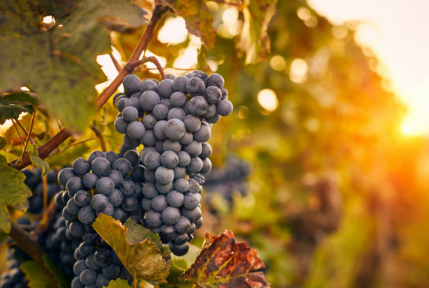 Grapes growing on a vine.