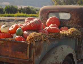 Locally grown pumpkins in the fall on a truck.
