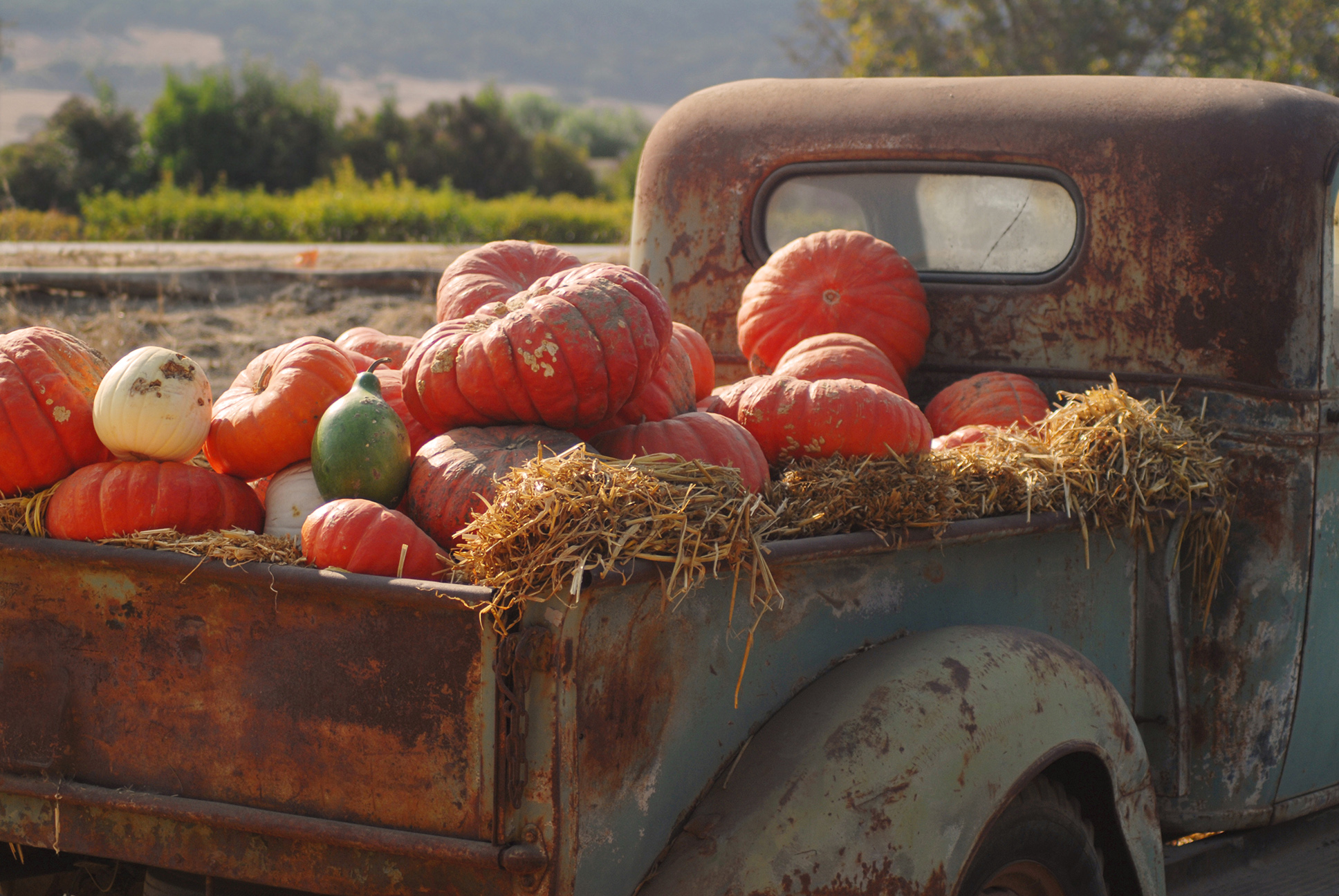 Locally grown pumpkins in the fall on a truck.