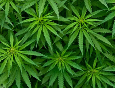 Growing marijuana at home