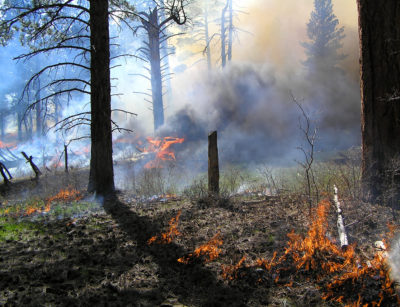 Forest fire prevention landscaping