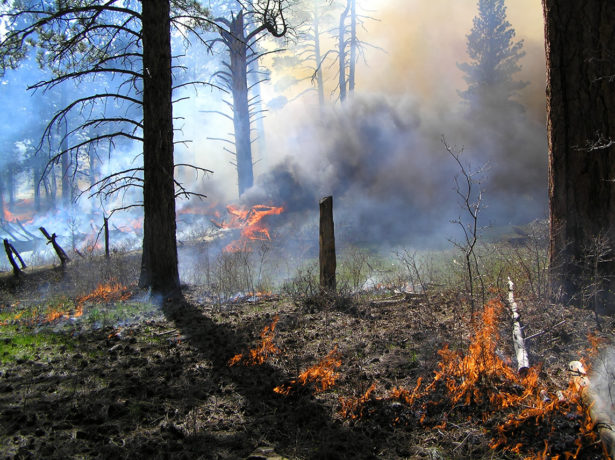 Forest fire prevention landscaping