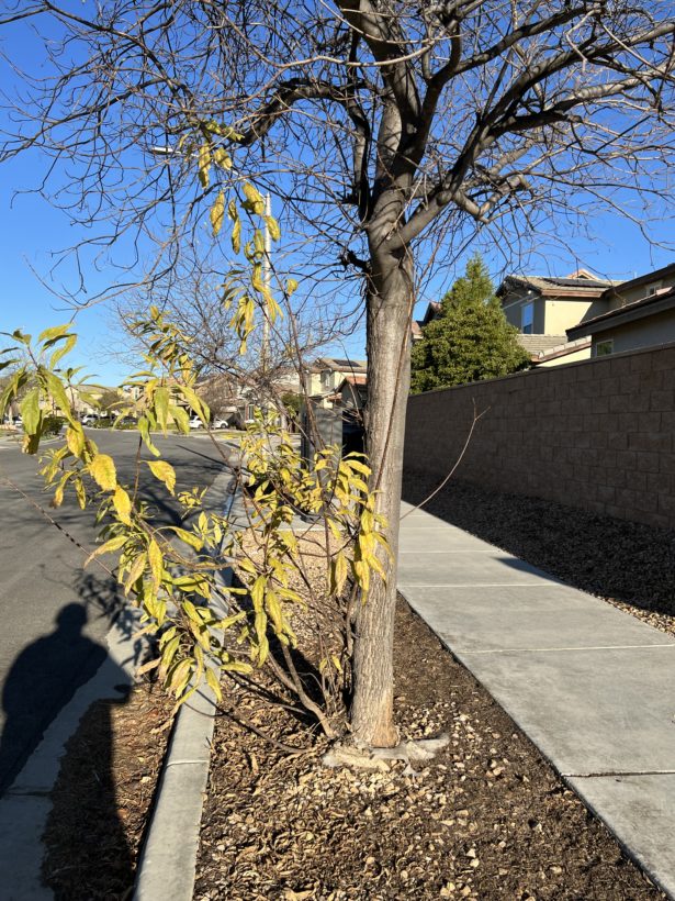 tree with suckers