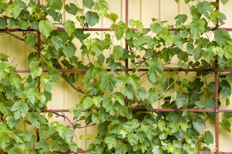 Geape Training Methods Training Backyard Grape Vines | McCabe's Landscape