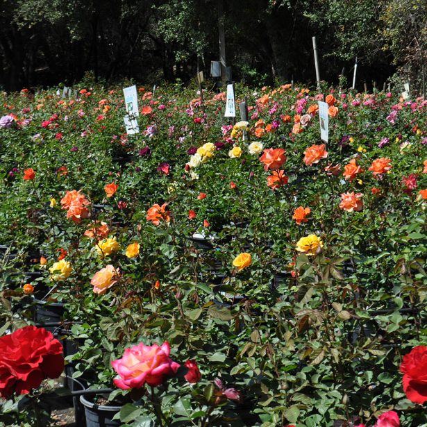 Beautiful rose bush that needs to be pruned