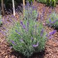 Grow Your Own Healing Garden Mccabe S Landscape Grow Your Own Healing Garden Mccabe S Landscape