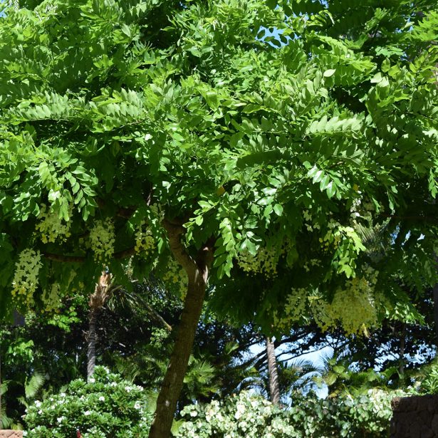 Easy maintenance tropical oasis garden