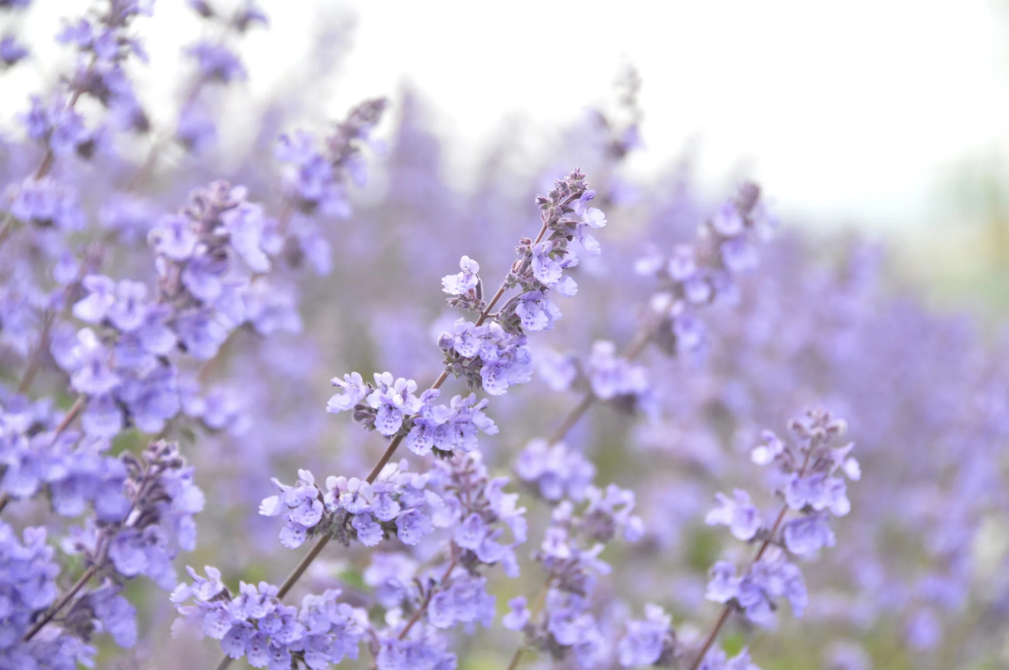 catnip flowers